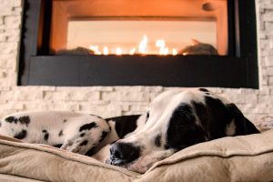 Dalmatian dog sleeping beside a gas fireplace 